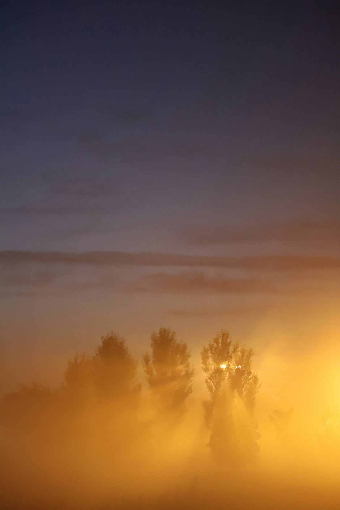 a foggy field with trees in the distance
