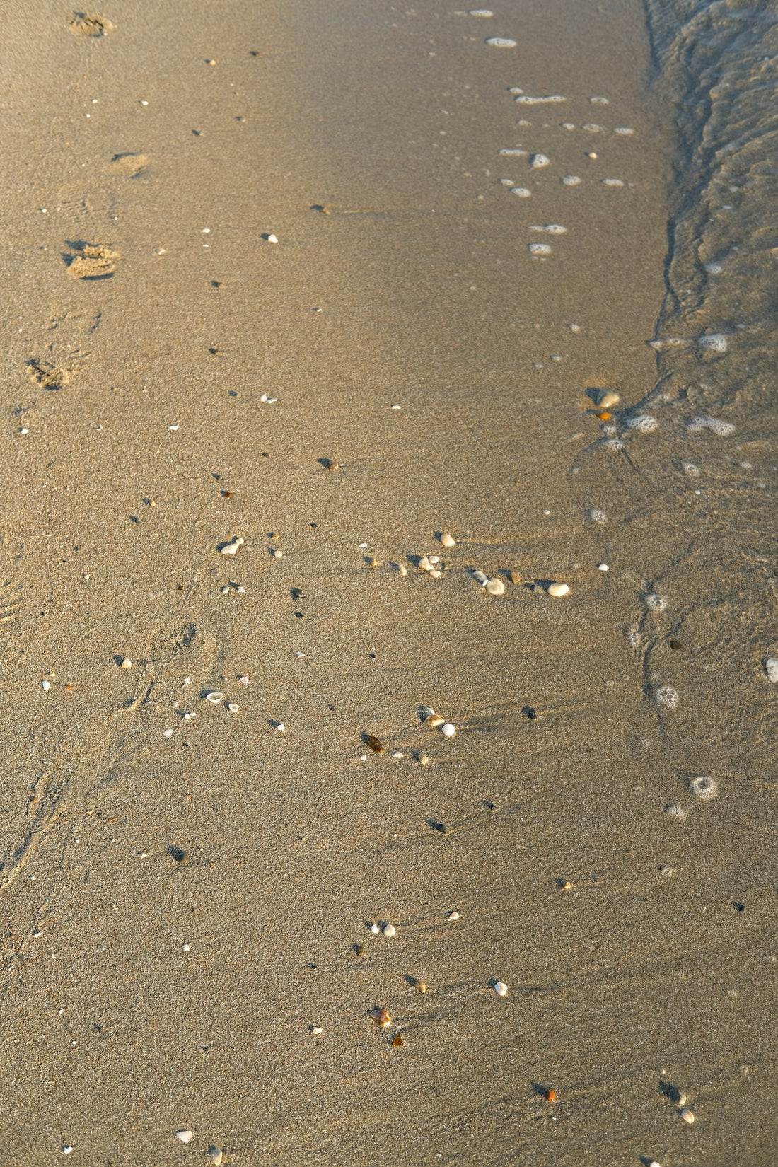 a group of birds on the ground