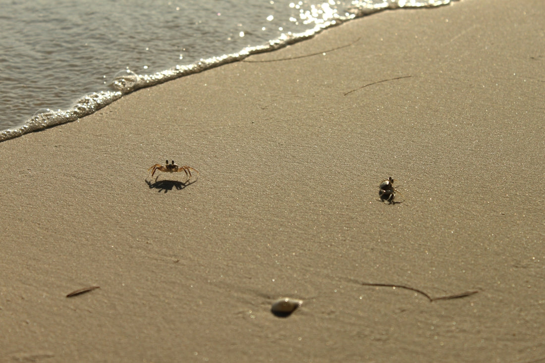 two crabs walking on the sand of a beach